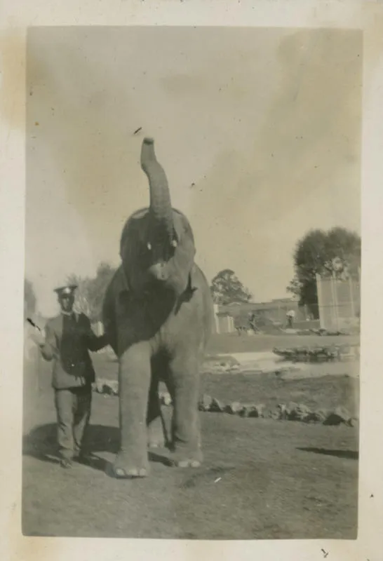 Elephant at Auckland Zoo