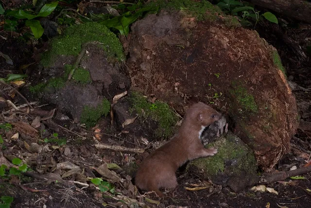 Weasel (Mustela nivalis) and Mouse (Mus musculus)