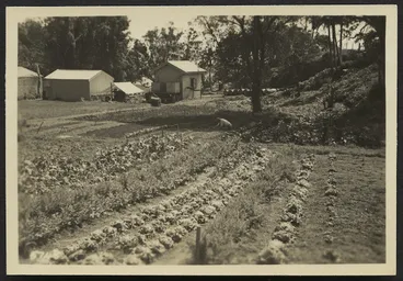 Image: Vegetable gardens, Raoul Island
