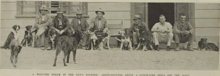 A welcome break in the day's journey: sheep-drovers enjoy a lunch-time spell off the road