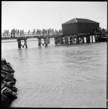 Image: Opo the dolphin, Opononi