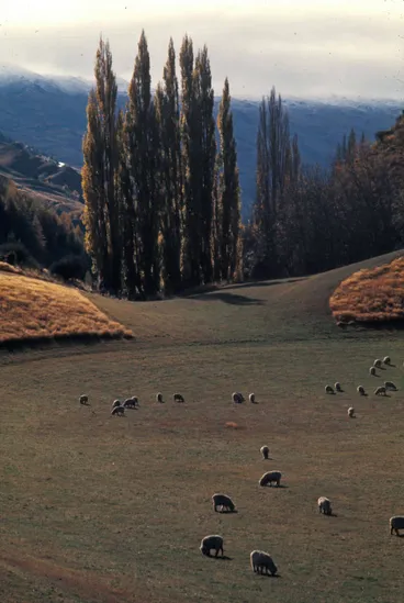 Image: Farm near Arthurs Point, Queenstown, 1977