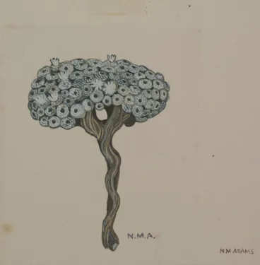 Image: Asteraceae - Raoulia mammillaris