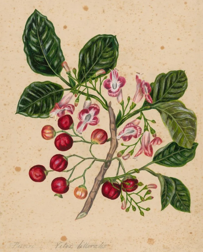 Puriri - Vitex lucens