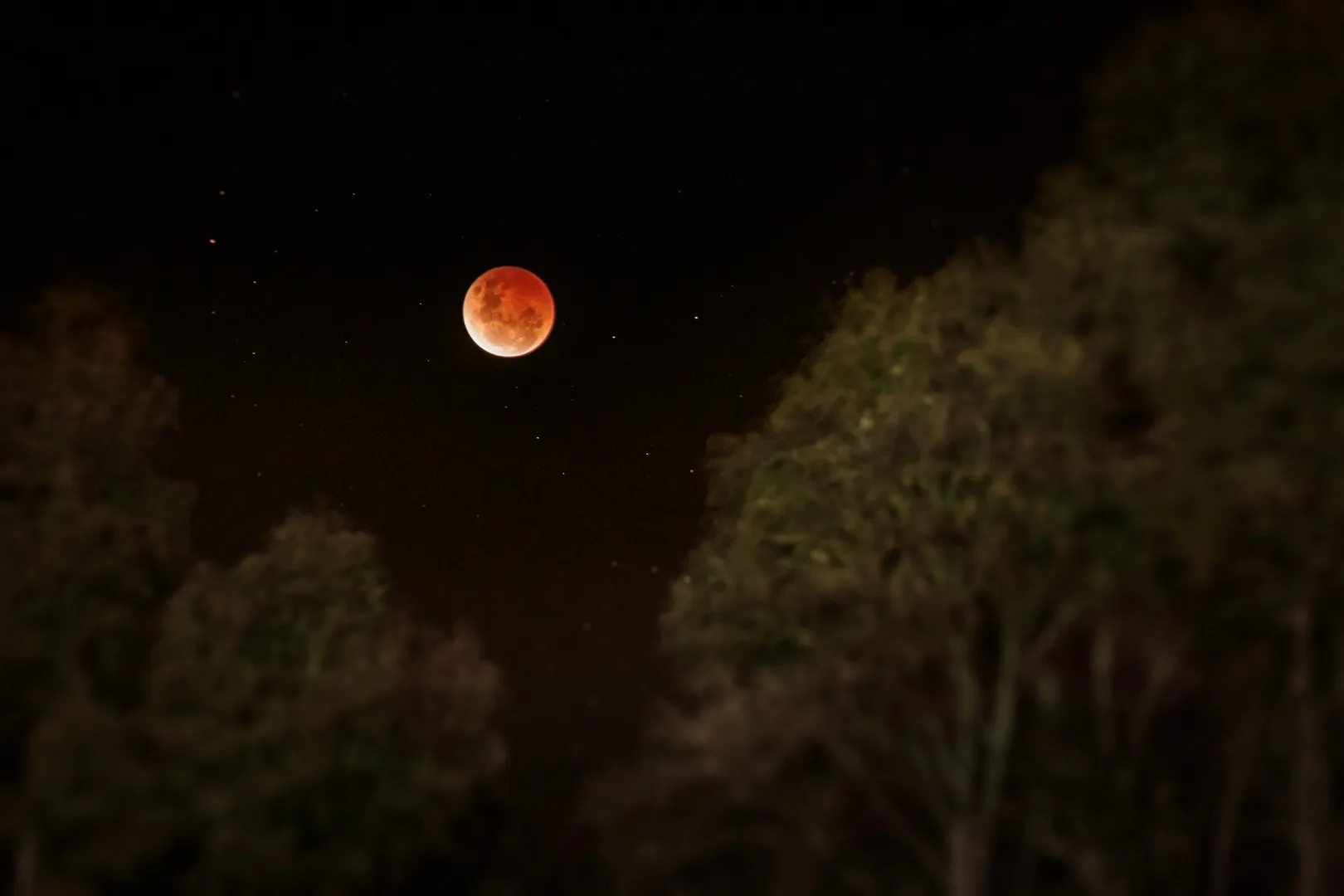 Total lunar eclipse looking over the trees at Nunweek Park