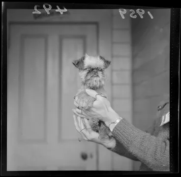 Image: Puppy held in the hands of an unidentified participant at the Champ dog show, Wellington