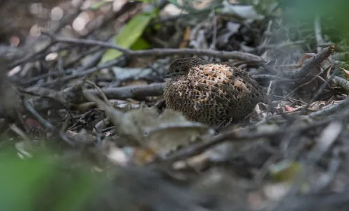Australian Brown Quail