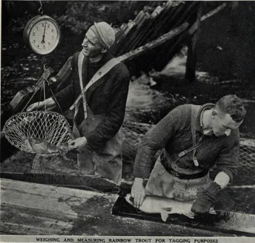 Image: Weighing and measuring rainbow trout for tagging purposes