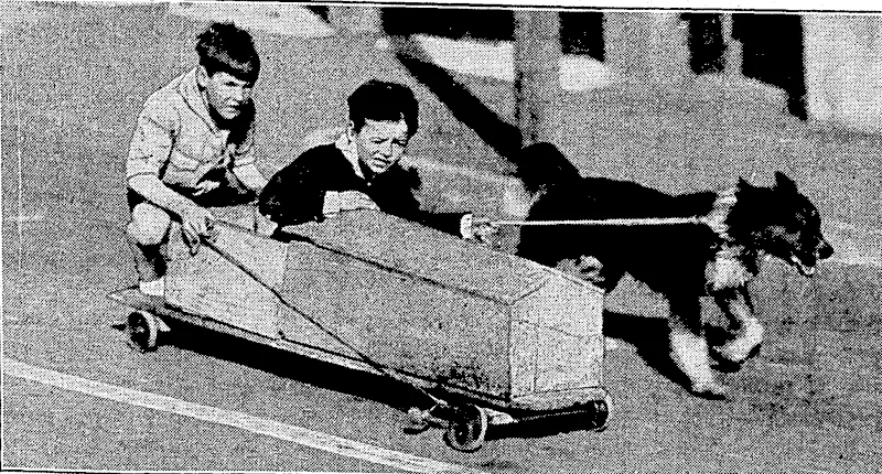 Evenings-Post" Photo. "•ONE:DOG';-POWER.—7wo boys,,their trolley, and.a dog—a scene-on the Evans:Bay;Road-this-.morning. The.boys -were able to travel'at a fast.dip. (Evening Post, 27 August 1935)