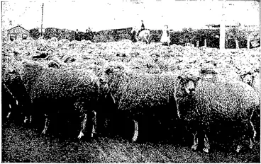 Image: DRIVING SHEEP TO CATTLE YARDS: FREEZERS, FROM PALMER'S MEADOW —S. Collins, photo. BANK FARM, MILTON. (Otago Witness, 07 November 1900)