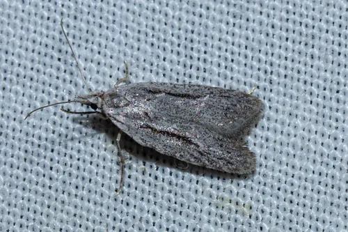 Heterocrossa cryodana