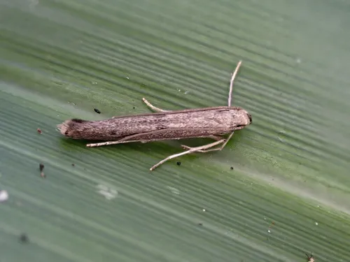 Batrachedra agaura