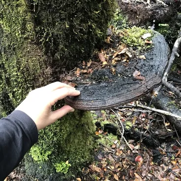 Artist's Brackets, Reishi, and Allies Image: Artist's Brackets, Reishi, and Allies