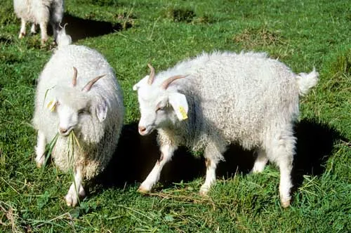 Angora goats