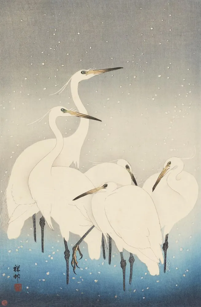 Five white egrets.