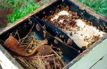 Image: Winter feeding