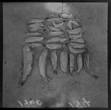 Image: Trout caught from Porirua steam, Porirua, Wellington