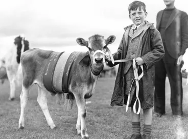 Image: Manawatu A & P Show - A "Calf Club" Champion at the show