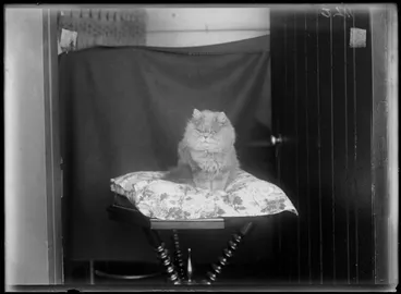 Image: Portrait of a fluffy cat, sitting on a floral cushion on a table, possibly Christchurch district