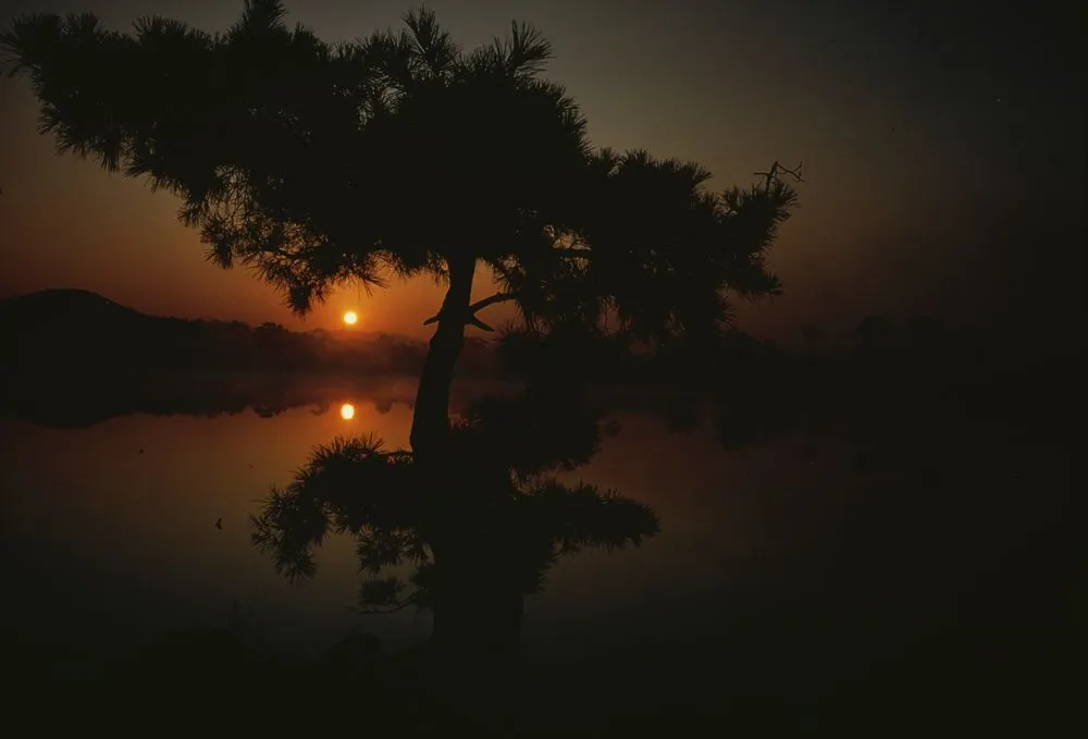 Pond near the gardens and temple of Ryoanji, Kyoto, Japan