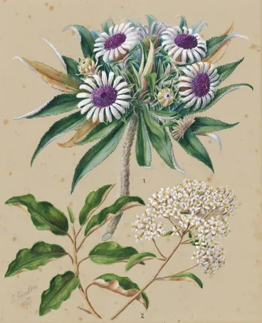 Image: Olearia angustifolia: mutton bird scrub, Teteaweka; Olearia frufuracea: Akipirau.