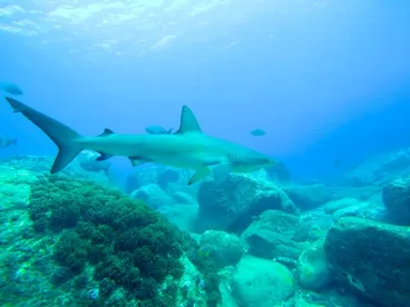 Image: Galapagos Shark