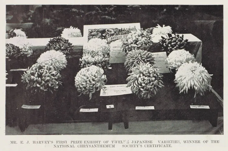 Mr. E. J Harvey's first prize exhibit of twelve Japanese varieties, winner of the National Chrysanthemum Society's certificate