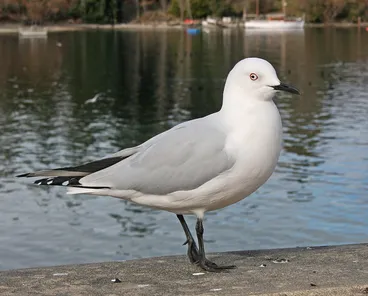 Image: Black-billed Gull
