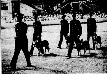 Image: Sydney Morning Herald" Photo. DOGS FOR POLICE WORK.—The New South Wales Police Force have a section which trains dogs for tracking and other police tvork. Some of the dogs were seen at work during the recent Police Carnival «t Sydney. (Evening Post, 07 March 1935)