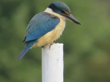 Image: New Zealand Kingfisher