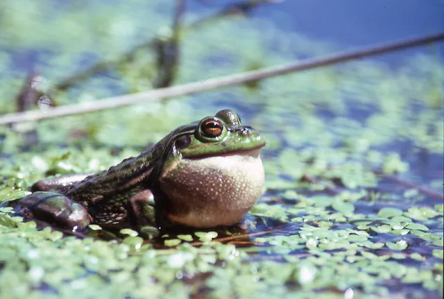 Australian golden bell  (Litoria aurea)