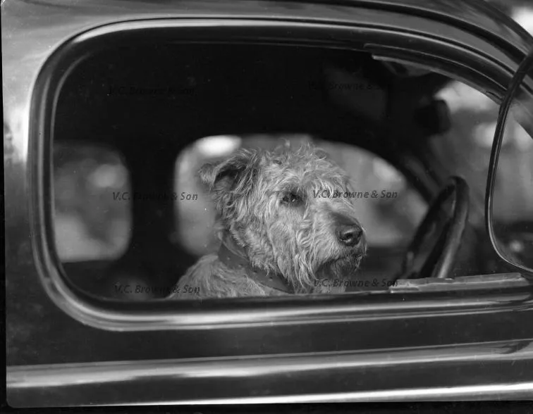 Dog in a car (PB1215/20)