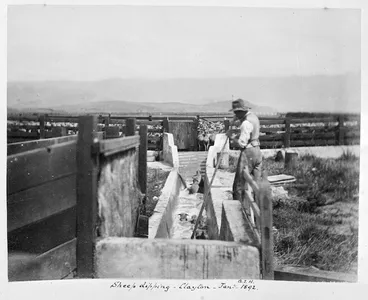Image: Sheep dipping at Clayton Station, Canterbury