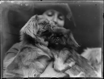 Image: Two Pekingese dogs held by unidentified woman