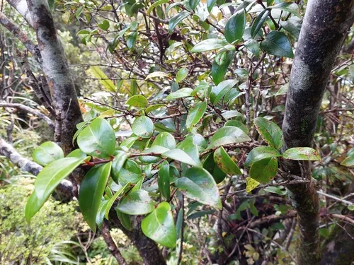 White Flowering Rātā