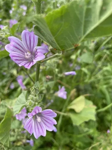 Cretan mallow