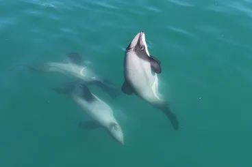 Image: Hector's Dolphin