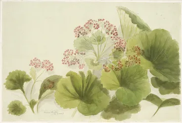 Image: Harris, Emily Cumming, 1837-1925: Aralia lyallii (The Snares). [1890s?]