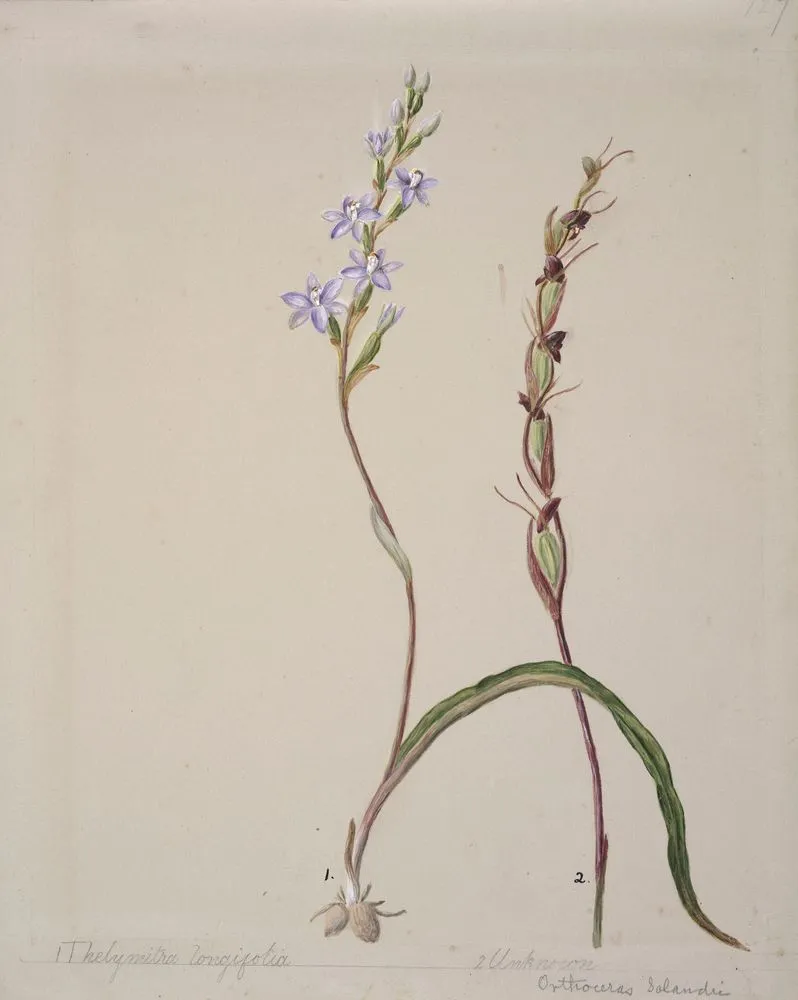 [Thelymitra longifolia]