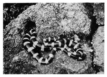 Image: Fig. 6: Sea snake, Laticauda colubrina, basking on a rock