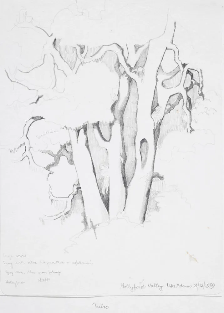 Podocarpaceae - Prumnopitys ferruginea