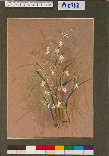 Image: Arthropodium candidum