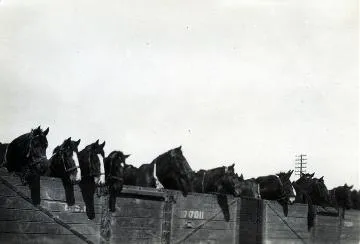 Horses being demobilised : photograph