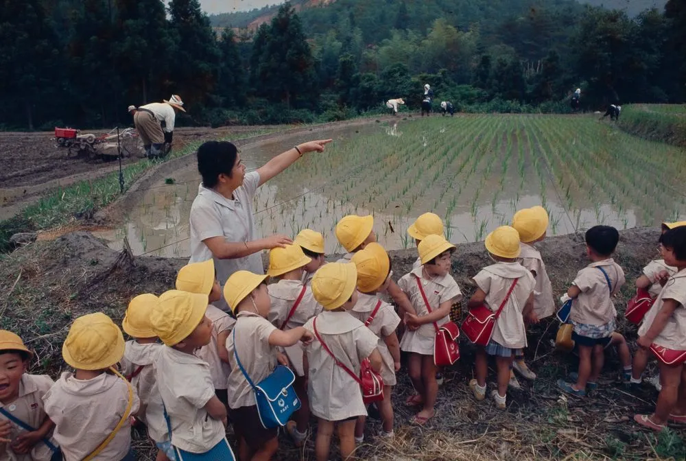 Japan Series: Rice Paddies