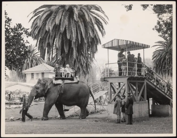 Children riding on an elephant at the Auckland Zoo