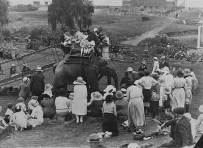 Jamuna, Auckland Zoo.