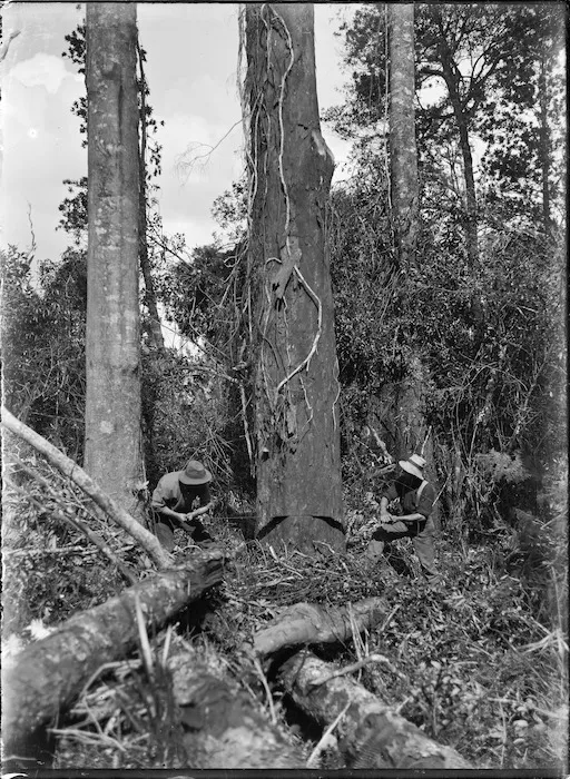 Men crosscutting a tree in the Hutt Valley