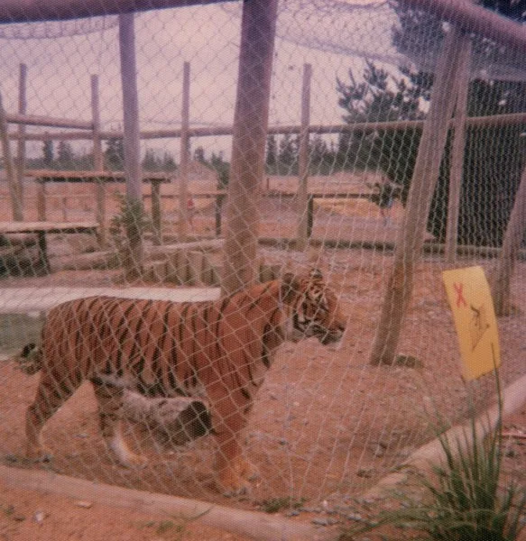 Tiger enclosure at Orana Park