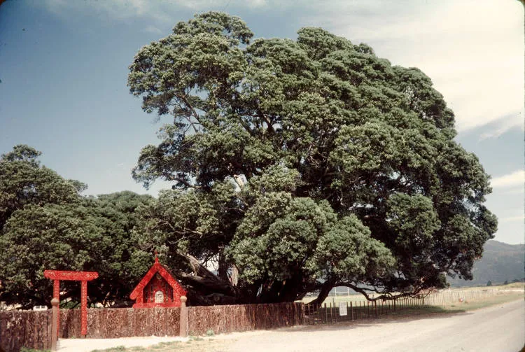 The pōhutukawa Te Waha o Rerekohu at Te Araroa, East Cape