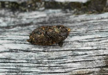 Image: Ruru (Morepork)